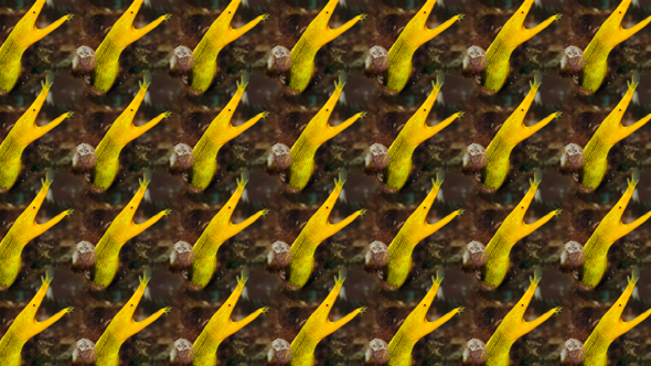 Ribbon eel pattern from Adobe Capture 